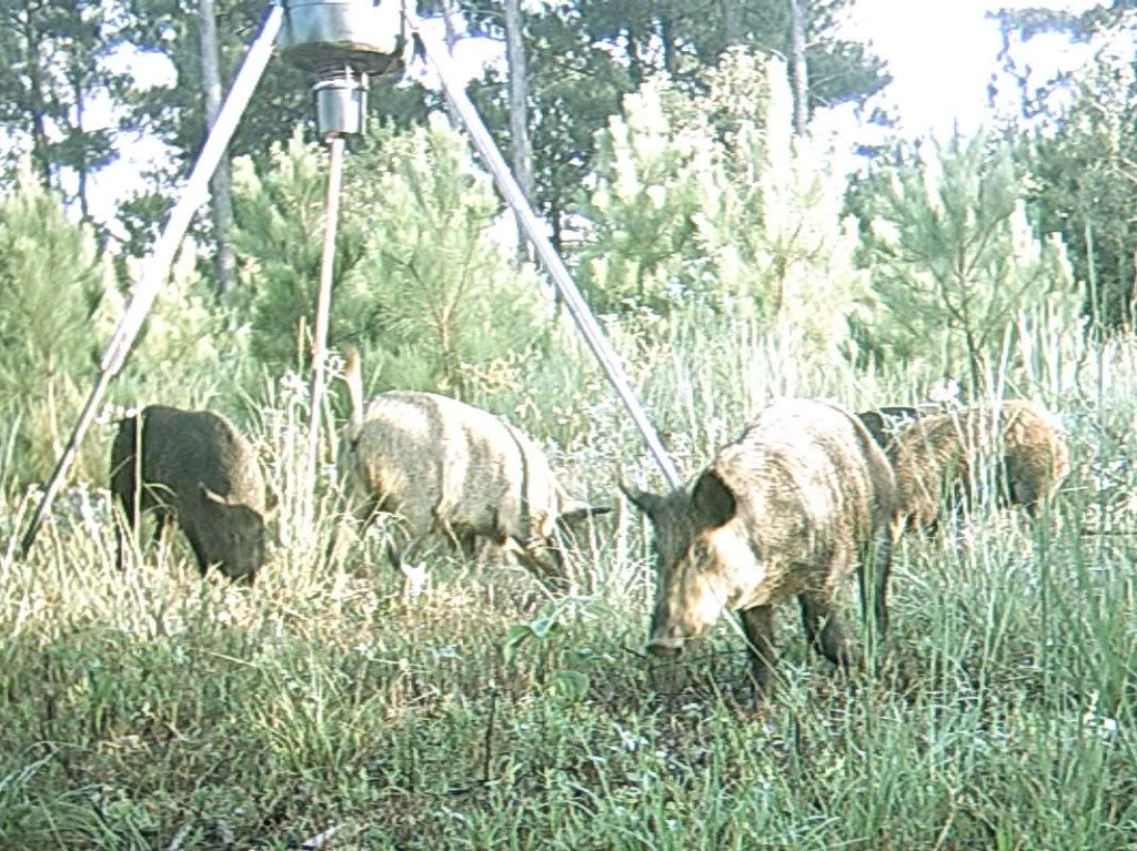 Hog Hunting East Texas - Texas Hunting Forum